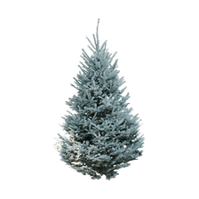 Christmas Tree (Flocked)