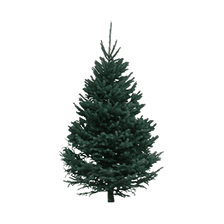 Christmas Tree (Not Flocked)